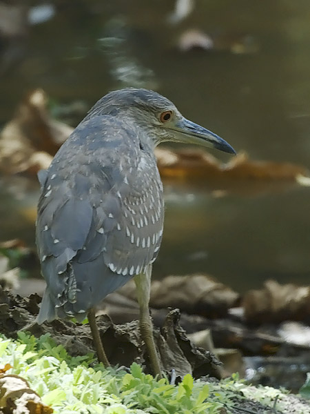 Yöhaikara, Black-crowned Night Heron, Nycticorax nycticorax